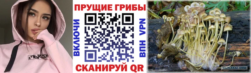 Купить  Щёкино  Галлюциногенные грибы MAGIC MUSHROOMS 